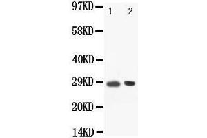 Western Blotting (WB) image for anti-POU Class 2 Associating Factor 1 (POU2AF1) (AA 238-256), (C-Term) antibody (ABIN3044424)