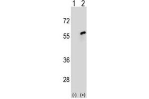 Western Blotting (WB) image for anti-Cell Division Cycle 20 Homolog (S. Cerevisiae) (CDC20) (AA 57-84) antibody (ABIN3030439)