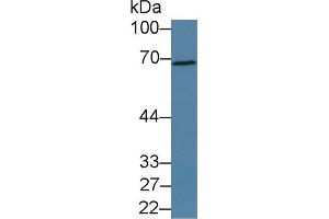 Western Blot; Sample: Porcine Kidney lysate; Primary Ab: 1µg/ml Rabbit Anti-Human PDE1A Antibody Second Ab: 0. (PDE1A 抗体  (AA 2-318))