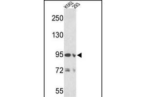 Western blot analysis of EMILIN1 Antibody (N-term) (ABIN390579 and ABIN2840902) in K562 and 293 cell line lysates (35 μg/lane). (Emilin1 抗体  (N-Term))