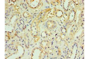 Immunohistochemistry of paraffin-embedded human kidney tissue using ABIN7173837 at dilution of 1:100 (TNFRSF1D (AA 257-386) 抗体)