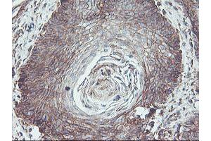 Image no. 2 for anti-Neuroplastin (NPTN) antibody (ABIN1499811) (NPTN 抗体)