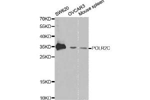 Western blot analysis of extracts of various cell lines, using POLR2C antibody.