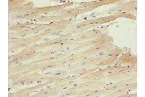 Immunohistochemistry of paraffin-embedded human heart tissue using ABIN7147351 at dilution of 1:100 (Centrin 1 抗体  (AA 1-172))