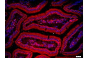 Paraformaldehyde-fixed, paraffin embedded mouse intestine tissue, Antigen retrieval by boiling in sodium citrate buffer(pH6) for 15min, Block endogenous peroxidase by 3% hydrogen peroxide for 30 minutes, Blocking buffer (normal goat serum) at 37°C for 20min, Antibody incubation with ZnT-1 Polyclonal Antibody, Unconjugated  at 1:200 overnight at 4°C, followed by a conjugated secondary and DAPI staining (SLC30A1 抗体  (AA 131-330))