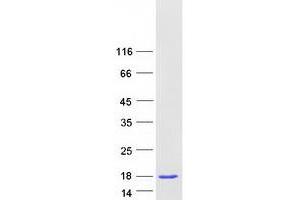 Western Blotting (WB) image for Cytochrome C Oxidase Subunit Va (COX5A) protein (Myc-DYKDDDDK Tag) (ABIN2712462)