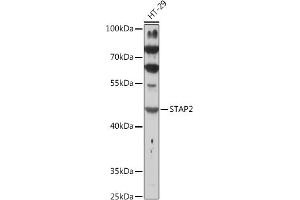 Western blot analysis of extracts of HT-29 cells, using ST antibody (ABIN7270313) at 1:1000 dilution. (STAP2 抗体  (AA 130-220))