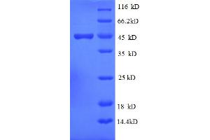 SDS-PAGE (SDS) image for ISG15 Ubiquitin-Like Modifier (ISG15) (AA 2-157) protein (GST tag) (ABIN4976800)