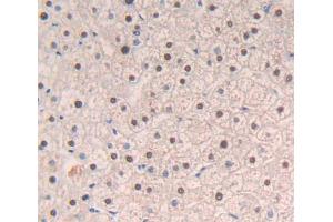 Used in DAB staining on fromalin fixed paraffin- embedded liver tissue (NFIA 抗体  (AA 1-143))