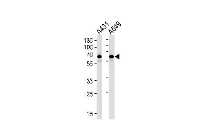 STIP1 Antibody (Center) (ABIN1882135 and ABIN2839438) western blot analysis in A431,A549 cell line lysates (35 μg/lane). (STIP1 抗体  (AA 269-297))