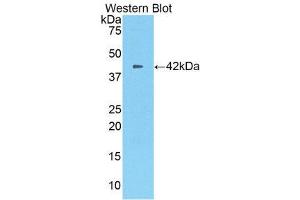 Western Blotting (WB) image for anti-Carboxypeptidase B2 (Plasma) (CPB2) (AA 113-422) antibody (ABIN1860677) (CPB2 抗体  (AA 113-422))