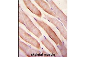 Stanniocalcin-2 (STC2) Antibody immunohistochemistry analysis in formalin fixed and paraffin embedded human skeletal muscle followed by peroxidase conjugation of the secondary antibody and DAB staining. (Stanniocalcin 2 抗体  (N-Term))