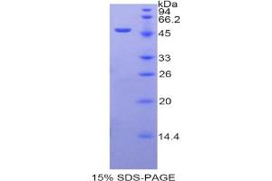 SDS-PAGE analysis of Human ARRB2 Protein. (Arrestin 3 蛋白)