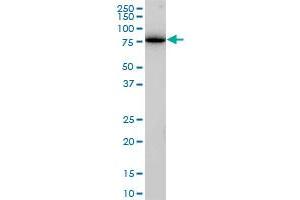 Western Blotting (WB) image for anti-Clathrin Interactor 1 (CLINT1) (AA 161-262) antibody (ABIN599495) (CLINT1 抗体  (AA 161-262))