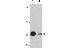 Western blot analysis of rat heart tissue with REEP3 polyclonal antibody  at 1 ug/mL in (Lane 1) the absence and (Lane 2) the presence of blocking peptide. (REEP3 抗体  (C-Term))