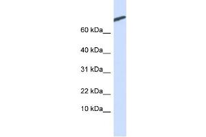 WB Suggested Anti-ARPP-21 Antibody Titration:  0.