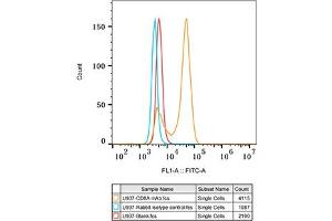 CD8 alpha 抗体