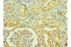 Immunohistochemistry of paraffin-embedded human kidney tissue using ABIN7161572 at dilution of 1:100 (NAMPT 抗体  (AA 1-280))