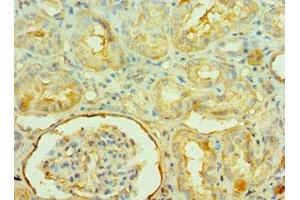 Immunohistochemistry of paraffin-embedded human kidney tissue using ABIN7161572 at dilution of 1:100 (NAMPT 抗体  (AA 1-280))
