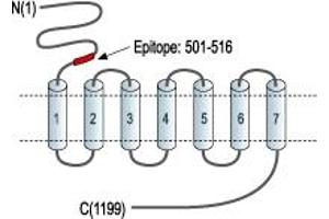 anti-Glutamate Receptor, Metabotropic 1 (GRM1) (Extracellular), (N-Term) antibody (Atto 488)