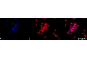 Immunocytochemistry/Immunofluorescence analysis using Rat Anti-GRP94 Monoclonal Antibody, Clone 9G10 . (GRP94 抗体  (PE))