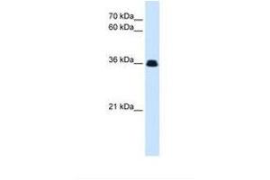 Image no. 1 for anti-EVX1 (EVX1) (N-Term) antibody (ABIN6738407) (EVX1 抗体  (N-Term))