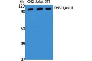 Western Blot (WB) analysis of specific cells using DNA Ligase III Polyclonal Antibody. (LIG3 抗体  (Internal Region))