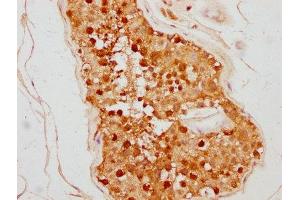 IHC image of ABIN7172910 diluted at 1:500 and staining in paraffin-embedded human testis tissue performed on a Leica BondTM system. (TSNAX 抗体  (AA 1-87))