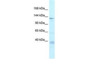 Image no. 1 for anti-Tankyrase, TRF1-Interacting Ankyrin-Related ADP-Ribose Polymerase (TNKS) (AA 448-497) antibody (ABIN6747515) (TNKS 抗体  (AA 448-497))