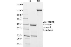 SDS-PAGE Analysis Purified Podocalyxin Mouse Monoclonal Antibody (3D3). (PODXL 抗体  (Extracellular Domain))