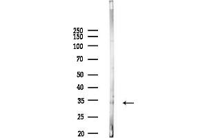 Western blot analysis of lysates from Mouse lung, using OR1L6 Antibody at 1/1000 dilution.