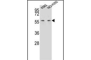 P3 Antibody (C-term) (ABIN656992 and ABIN2846173) western blot analysis in K562,NCI- cell line lysates (35 μg/lane). (MPP3 抗体  (C-Term))