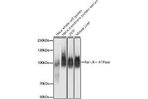 Western blot analysis of extracts of various cell lines, using Na+/K+-ATPase antibody (ABIN7270390) at 1:100000 dilution. (ATP1A1 抗体)