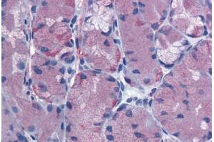 Anti-CCKBR antibody  ABIN1048384 IHC staining of human stomach. (CCKBR 抗体  (Extracellular Domain))