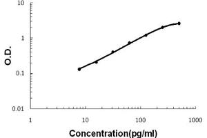 anti-Epidermal Growth Factor (EGF) (AA 974-1026) antibody