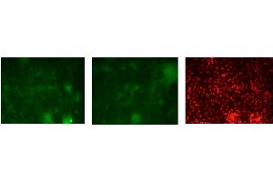 Immunofluorescence (IF) image for anti-GATA Binding Protein 3 (GATA3) (C-Term) antibody (ABIN2779713)