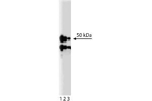 Western blot analysis of MEK5 on a Jurkat cell lysate (Human T-cell leukemia, ATCC TIB-152). (MAP2K5 抗体  (AA 13-188))