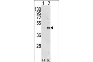 Western Blotting (WB) image for anti-CCAAT/enhancer Binding Protein (C/EBP), beta (CEBPB) (AA 271-298), (C-Term) antibody (ABIN652248)