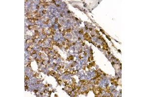 Immunohistochemistry of paraffin-embedded Mouse bone marrow using Neutrophil Elastase (ELANE) antibody (ABIN7266912) at dilution of 1:100 (40x lens). (ELANE 抗体)