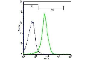 Mouse probed with Rabbit Anti-IL18R Beta Polyclonal Antibody, Unconjugated . (IL18RAP 抗体  (AA 15-120))