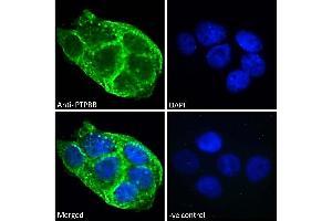 Immunofluorescence (IF) image for anti-Protein tyrosine Phosphatase, Receptor Type, B (PTPRB) (Internal Region) antibody (ABIN570874)