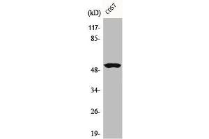 Western Blot analysis of COS7 cells using Cyclin A Polyclonal Antibody (Cyclin A 抗体  (Internal Region))
