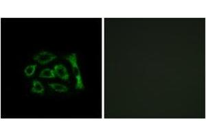 Immunofluorescence analysis of A549 cells, using ERD22 Antibody. (KDELR2 抗体  (AA 81-130))