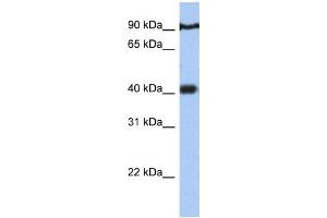 Western Blotting (WB) image for anti-Prostate Tumor Overexpressed 1 (PTOV1) antibody (ABIN2459436) (PTOV1 抗体)