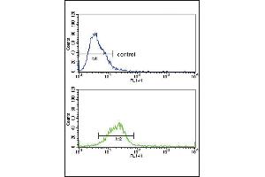 Flow Cytometry (FACS) image for anti-Heat Shock 70kDa Protein 8 (HSPA8) (AA 82-110), (N-Term) antibody (ABIN650754)