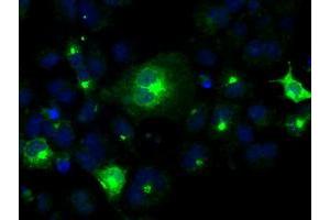 Immunofluorescence (IF) image for anti-Prolactin (PRL) antibody (ABIN1500432) (Prolactin 抗体)