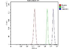 anti-Heterogeneous Nuclear Ribonucleoprotein K (HNRNPK) (AA 40-463) antibody