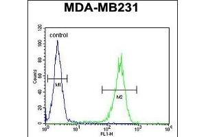 RAB11FIP2 Antibody (Center) (ABIN651666 and ABIN2840350) flow cytometric analysis of MDA-M cells (right histogram) compared to a negative control cell (left histogram). (RAB11FIP2 抗体  (AA 345-374))