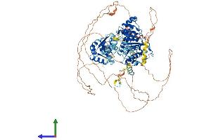 Protein Structure (PS) image for DEAD (Asp-Glu-Ala-Asp) Box Polypeptide 42 (DDX42) (AA 1-938) protein (His tag) (ABIN7553633)