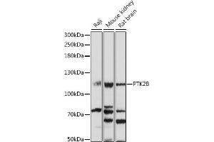 Western blot analysis of extracts of various cell lines, using PTK2B antibody (ABIN7269745) at 1:1000 dilution. (PTK2B 抗体  (AA 1-100))